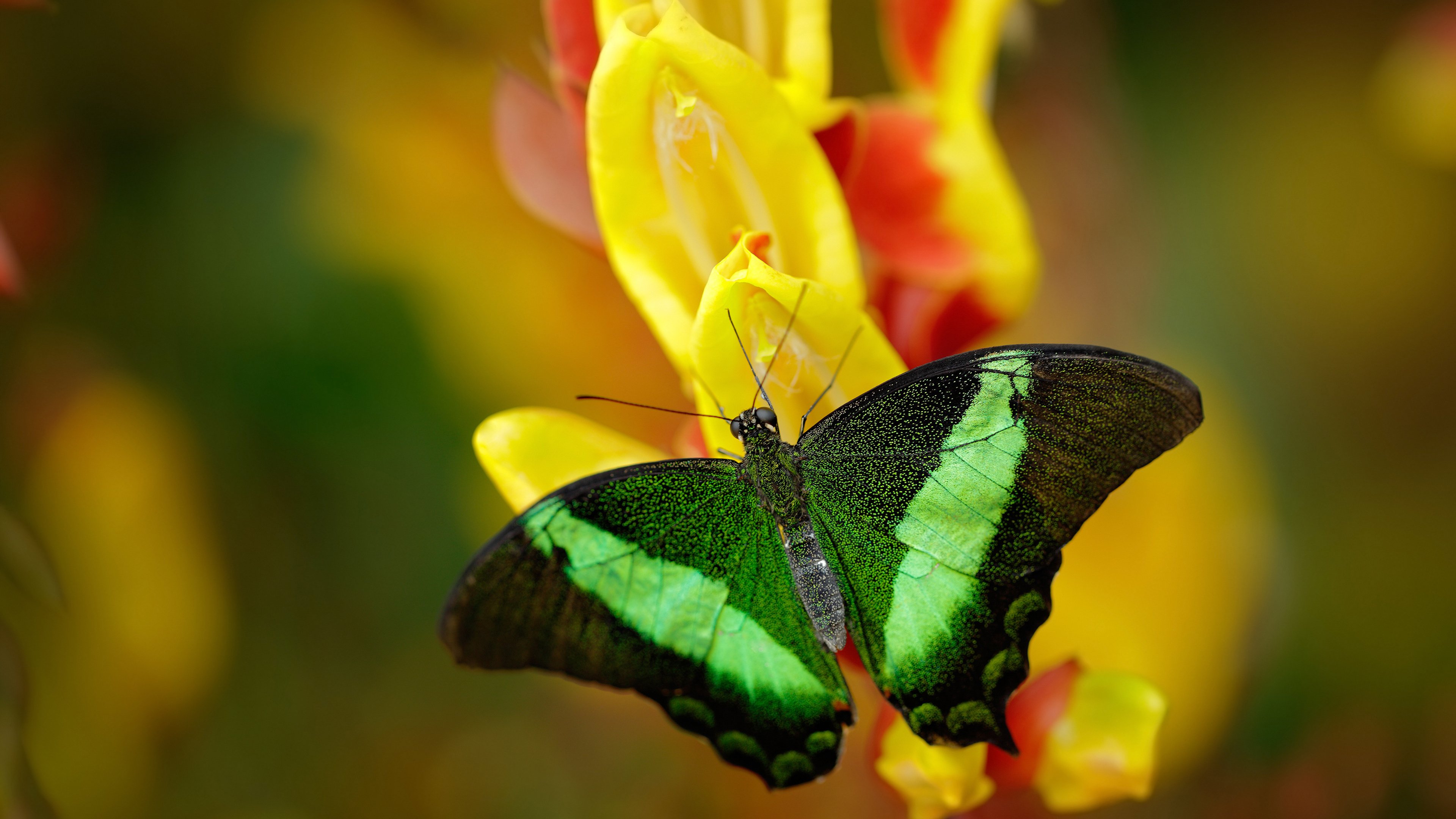 “法甲激烈追逐,冠军悬念持续升高”,法甲夺冠形式