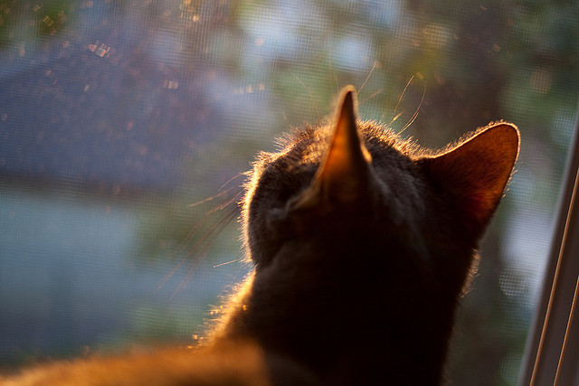 冠军的心跳：一场赛前赛后深入车手心境的精彩报道，冠军的心完整版