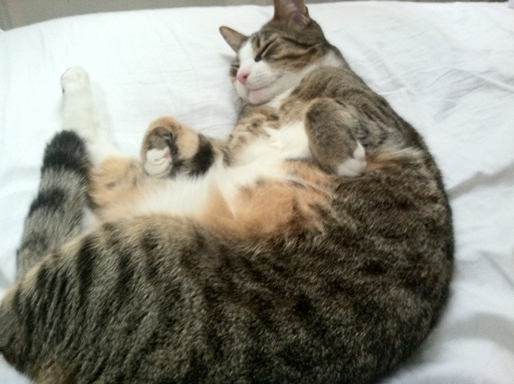 _迷你赛:创新趣味网球比赛新玩法_,创意网球