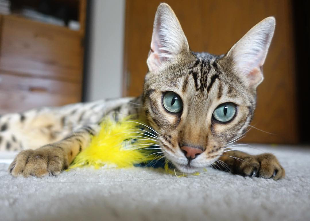 _迷你赛:创新趣味网球比赛新玩法_,创意网球