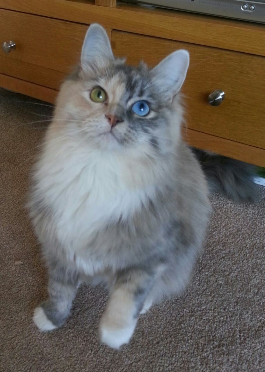 开云·Kaiyun网页版-《《使命召唤》系列新作“暗影突击”火爆上线》，使命召唤暗影部队