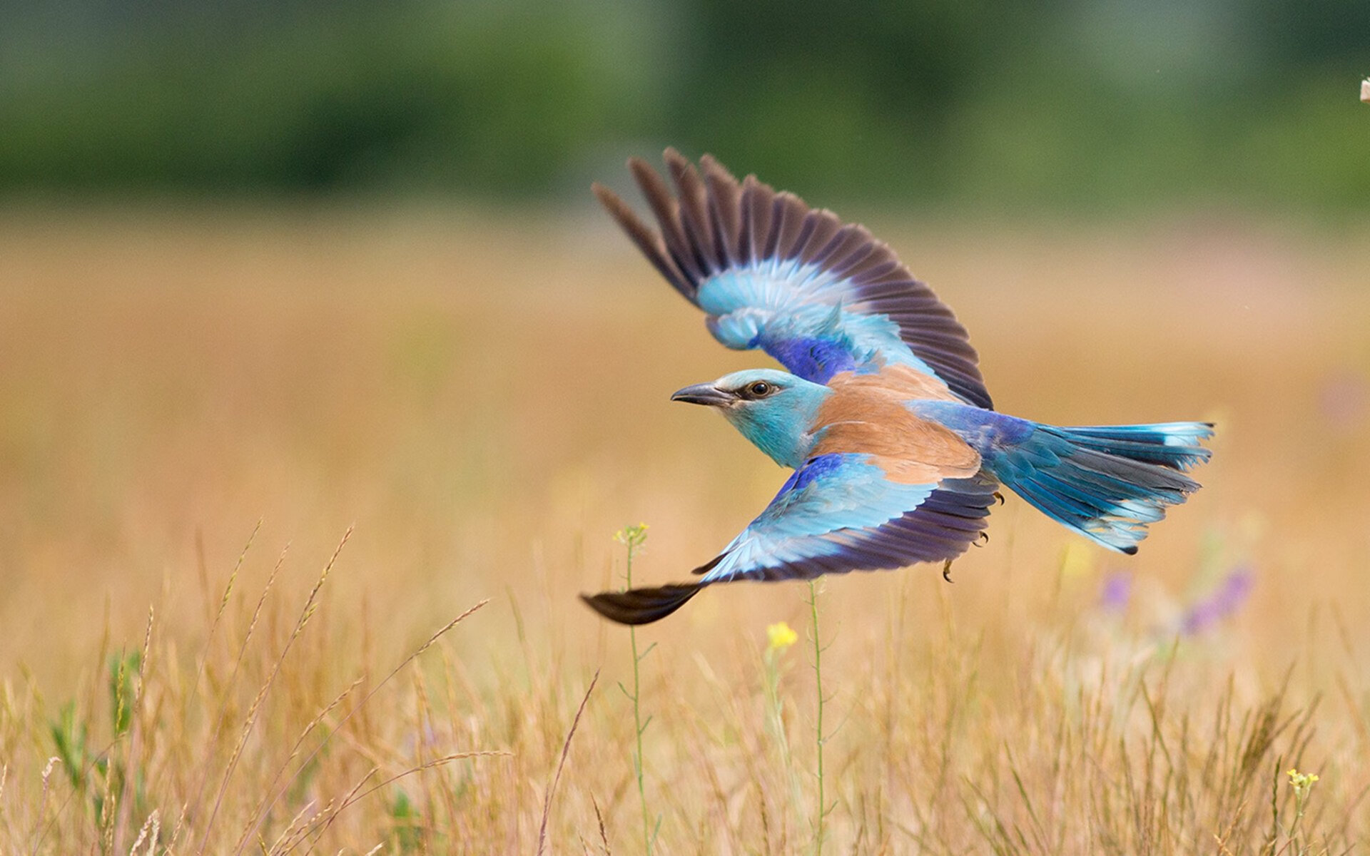 中国男篮备战国际赛事加速集训，中国男篮 迎战