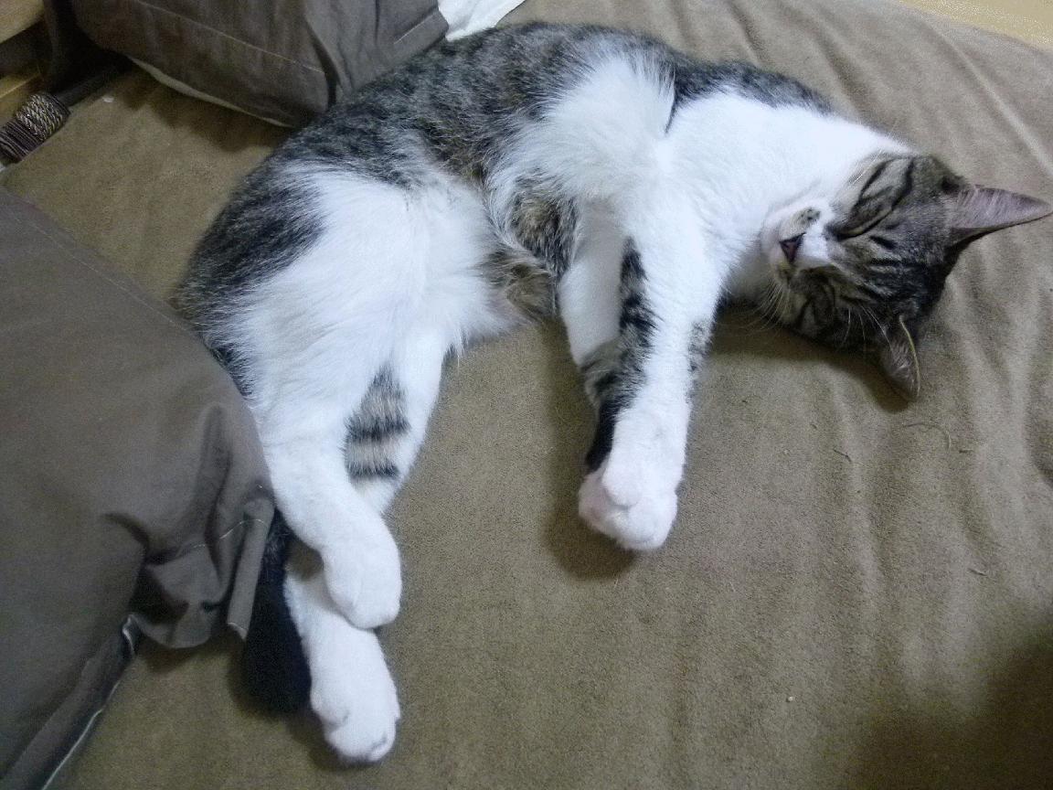 开云中国大陆-亚特兰大勇士队在常规赛中表现强劲，亚特兰大勇士队战斧曲