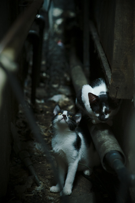 亚特兰大勇士队在常规赛中表现强劲，亚特兰大勇士队战斧曲